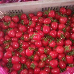 莘县圣女果柿子 口感酸甜