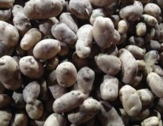 围场荷兰十五土豆 各种规格大量出售