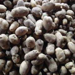 围场荷兰十五土豆 各种规格大量出售