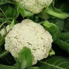 2017沛县蔬菜大棚基地主产青梗白面花菜