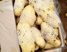 山东土豆，济南土豆，山东肥城荷兰十五土豆大量供应