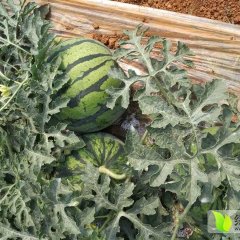 蒙自西瓜 云南麒麟西瓜特点：个头圆润