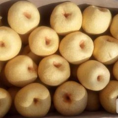 砀山梨 大量出售 地窖梨 屋里梨