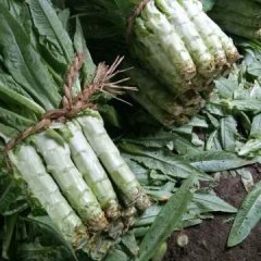 新泰莴苣已上市