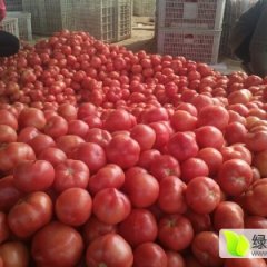 永年西红柿温室大棚西红柿为主，品种全
