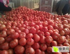 永年西红柿温室大棚西红柿为主，品种全