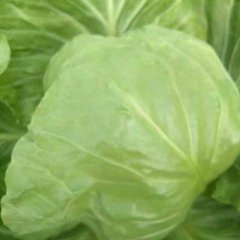 河北饶阳春玉甘蓝大量上市，质量一流