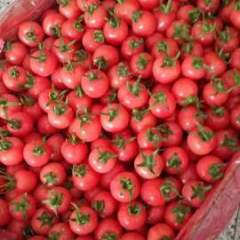 山东莘县本季度本人提供大量圣女果代收