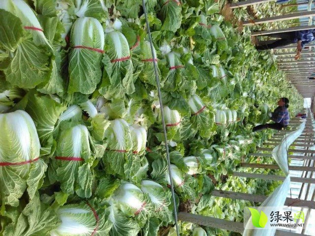 2017年山东青州菊锦价格