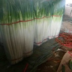 安丘大葱价格 安丘大葱有多年的历史