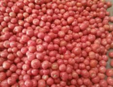 山东省粉果西红柿大量上市，面向全国