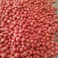 山东省粉果西红柿大量上市，面向全国