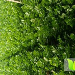 武清芹菜 今年菜涨势很好