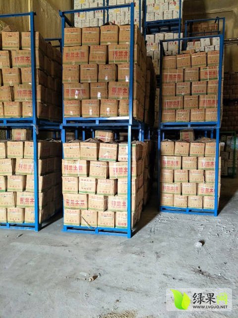 2017年山东滕州荷兰十五价格