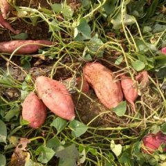 山东邹城徐薯18号红薯名优产品