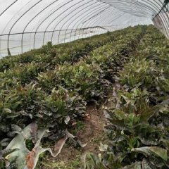 通州福建飞桥紫叶香莴苣现在大量上市