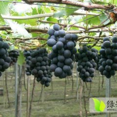 莱西莱西展焕正4月巨峰葡萄