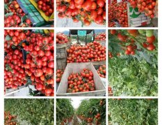 广西田阳县是种植西红柿产地