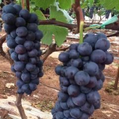 云南红河夏黑葡萄现在大面积成熟
