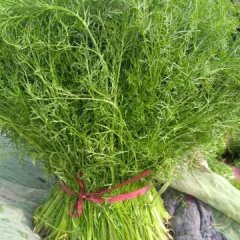 曲周茴香苗已经上市