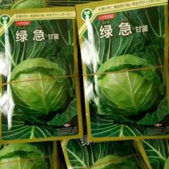 徐州市万亩蔬菜基地大棚甘蓝