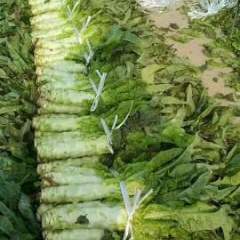 2017湖北荆州百亩大棚莴笋上市啦，品质优良