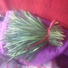 香河李庄张海东3月平韭6号韭菜