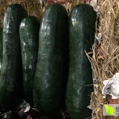 江南果蔬批发市场鲜菜一区127档