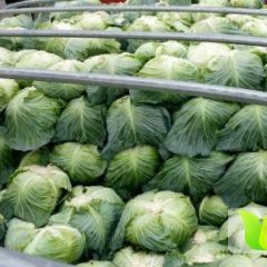 汉源高山反季节蔬菜，绝对质量保证