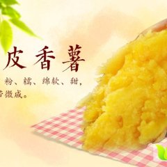 2017红安红薯现在订货有惊喜