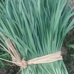 香河本地区韭菜大量上市了棚菜头刀