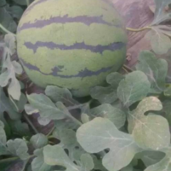 河北巨鹿京欣西瓜种植面积明显减少了