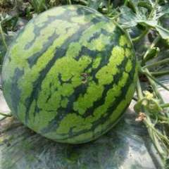 2017年云南大棚8424西瓜即将上市