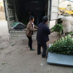 岱岳范镇彭先生玻璃翠芹菜