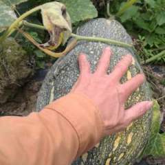 文昌本人种有蜜本精选南瓜四十五亩