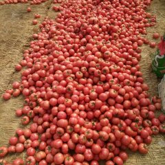 费县暖棚硬粉西红柿已大量上市