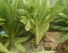 青州大棚莴苣大量上市