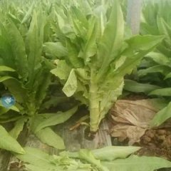 青州大棚莴苣大量上市