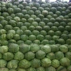 山东金乡大量上市甘蓝绿色无公害