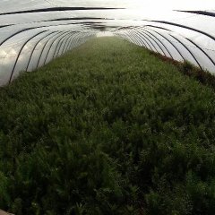 故城种植茴香苗多年质量好面积广