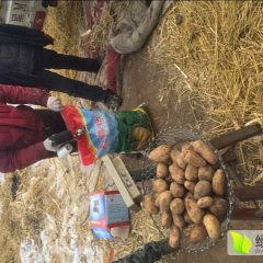 绥化小贾诚信代办荷兰系列.延薯4.尤金885.