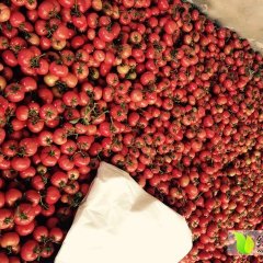 山东省淄博市临淄区皇城镇春季西红柿