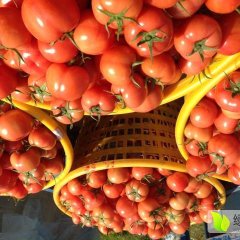 苍南大红果2一4月份是集中上市时间