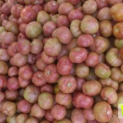 沭阳西红柿开始上市，老汤与您诚信合作