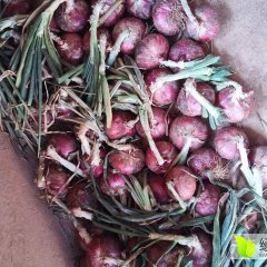 云南华宁红皮洋葱绿色无公害