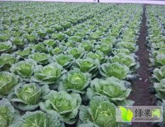 2020年彭州春福皇，强春，145，白菜外观青绿