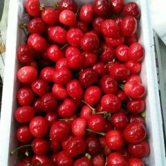 山西绛县早大果樱桃著名品牌