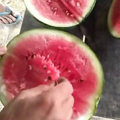 云南勐腊甜王系列西瓜欢迎合作