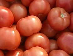 费县本地西红柿现己大量上市