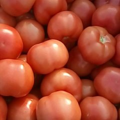 费县本地西红柿现己大量上市